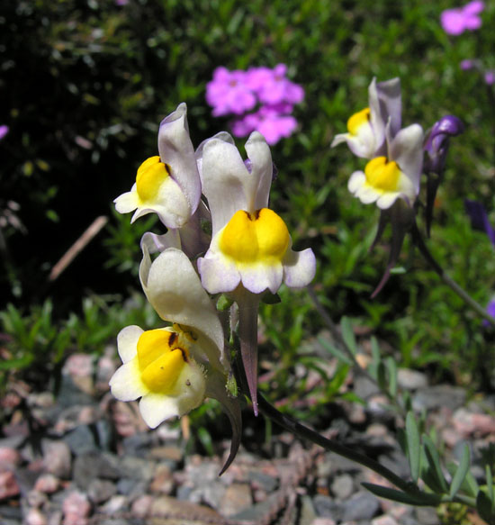 Linaria alpina | North American Rock Garden Society